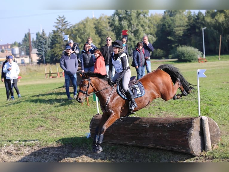 KWPN Caballo castrado 14 años 170 cm Castaño rojizo in Ajka