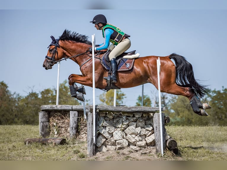 KWPN Caballo castrado 14 años 170 cm Castaño rojizo in Ajka