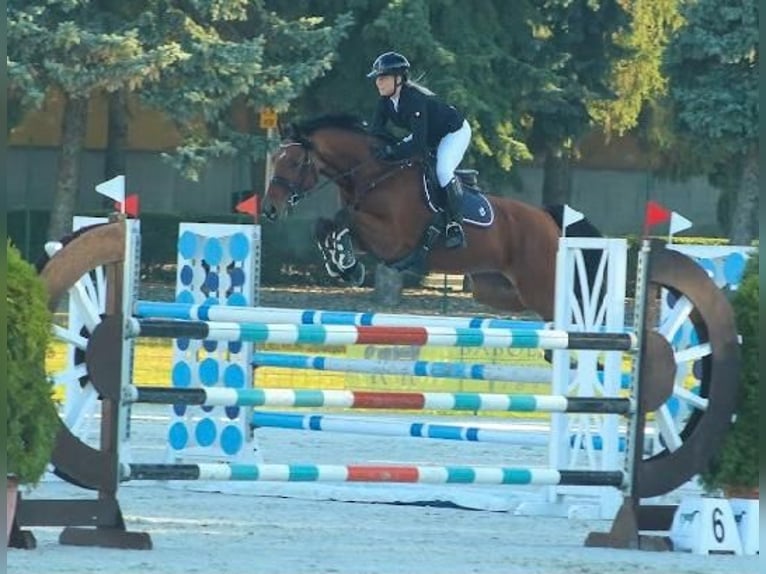 KWPN Caballo castrado 14 años 170 cm Castaño rojizo in Ajka