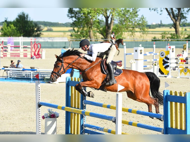 KWPN Caballo castrado 14 años 170 cm Castaño rojizo in Ajka