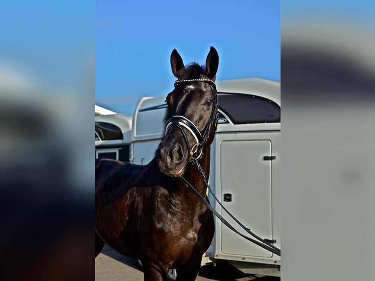 KWPN Caballo castrado 14 años 170 cm Negro in Alkmaar
