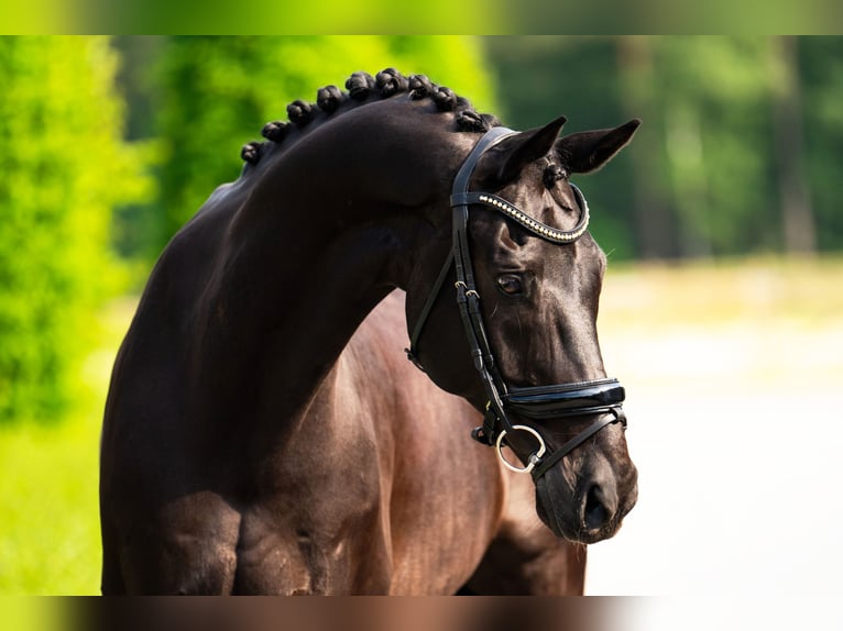 KWPN Caballo castrado 14 años 170 cm Negro in Mol