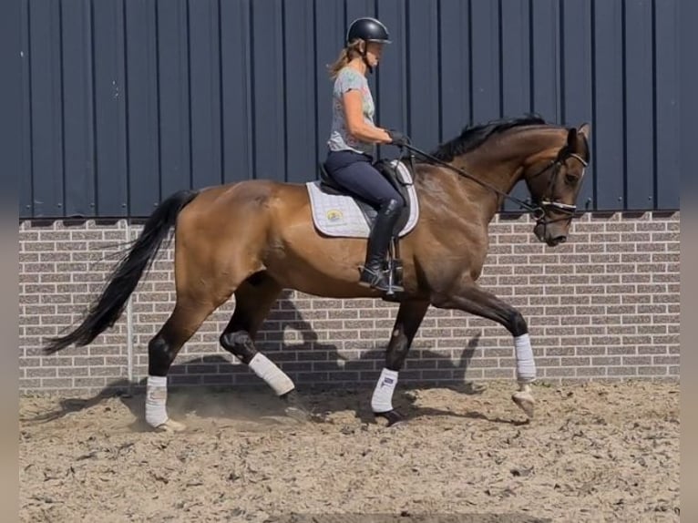 KWPN Caballo castrado 14 años 172 cm Castaño in Venray