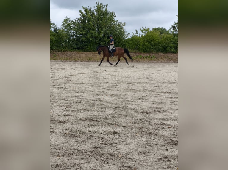 KWPN Caballo castrado 14 años 174 cm Castaño in Wiesloch