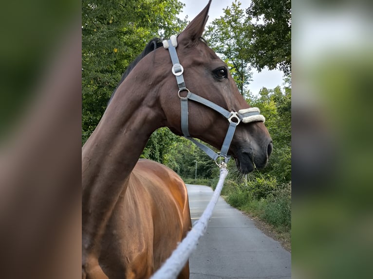 KWPN Caballo castrado 14 años 174 cm Castaño in Wiesloch