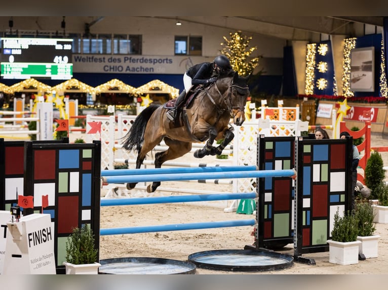 KWPN Caballo castrado 14 años 174 cm Castaño in Burgwedel