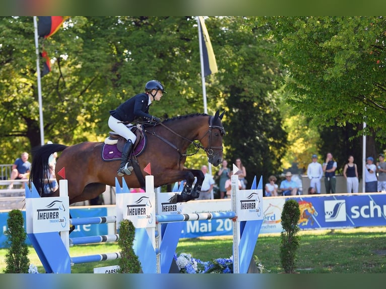 KWPN Caballo castrado 14 años 174 cm Castaño in Burgwedel