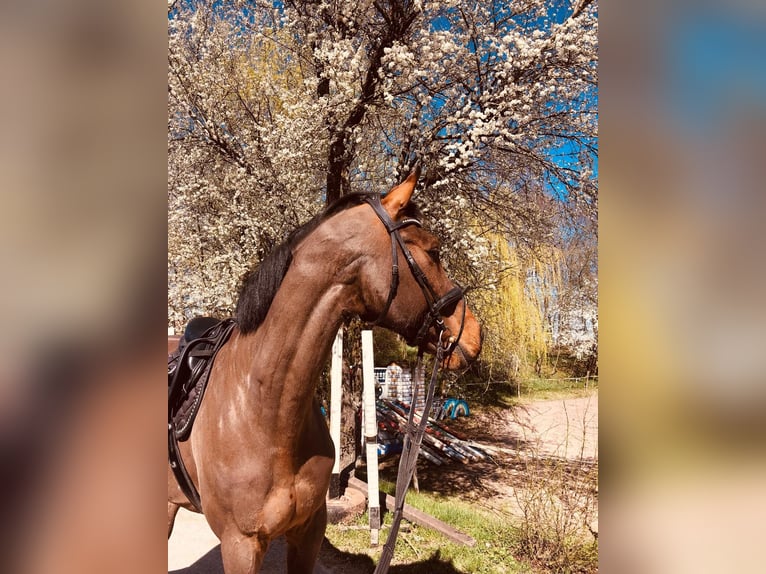 KWPN Caballo castrado 14 años 174 cm Castaño in Bühlerzell