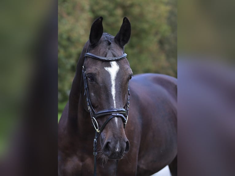 KWPN Caballo castrado 14 años 175 cm Castaño in Dobrá, Czech Republic