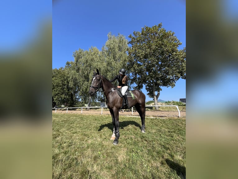 KWPN Caballo castrado 14 años 175 cm Castaño in Dobrá, Czech Republic