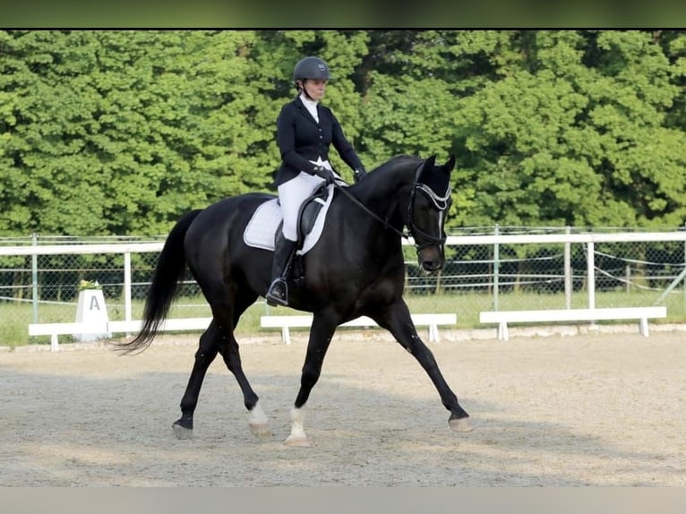 KWPN Caballo castrado 14 años 175 cm Castaño in Dobrá, Czech Republic