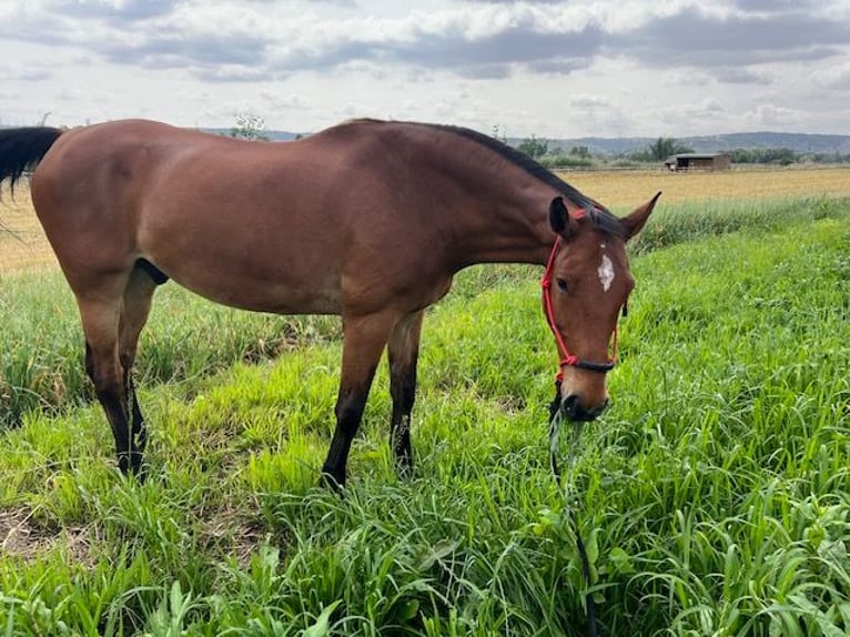 KWPN Caballo castrado 14 años 175 cm Castaño claro in Poligono Industrial Aimayr