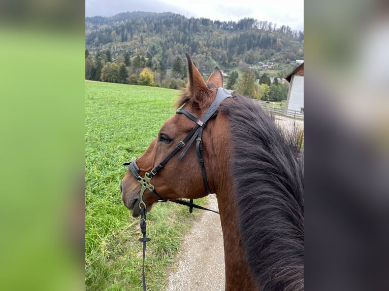 KWPN Caballo castrado 14 años 180 cm Castaño rojizo in Dravograd