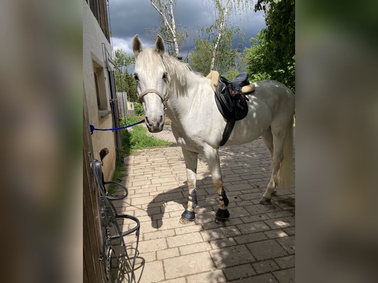 KWPN Caballo castrado 14 años 180 cm Tordo in Bayreuth