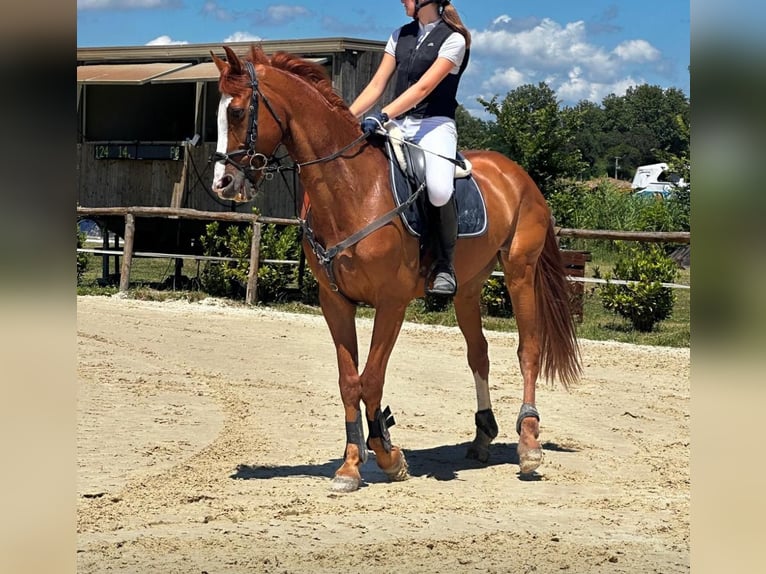 KWPN Caballo castrado 14 años Alazán in Ghezzano