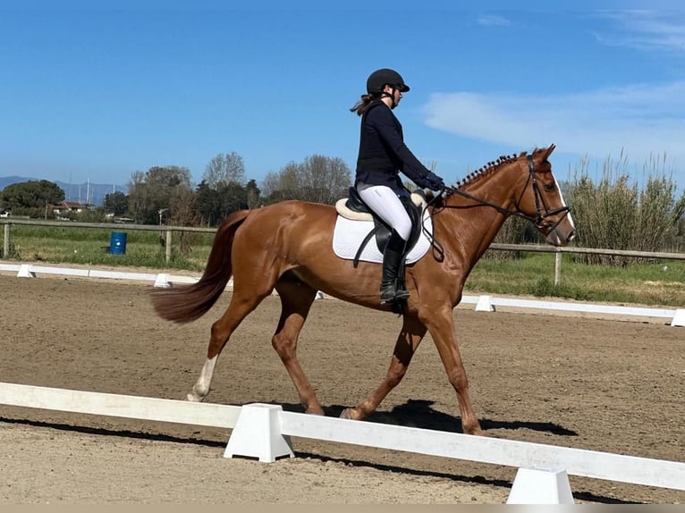 KWPN Caballo castrado 14 años Alazán in Ghezzano