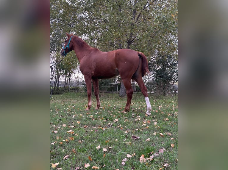 KWPN Caballo castrado 14 años Alazán in Ghezzano