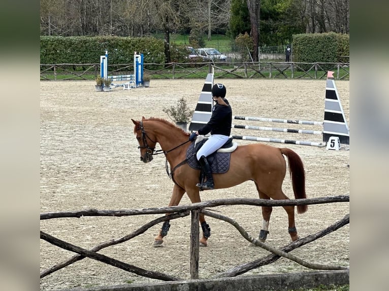 KWPN Caballo castrado 14 años Alazán in Ghezzano