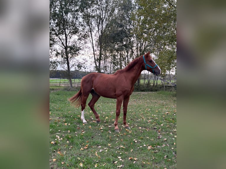 KWPN Caballo castrado 14 años Alazán in Ghezzano