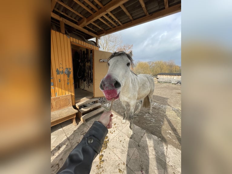 KWPN Mestizo Caballo castrado 15 años 165 cm Tordo rodado in Hügelsheim