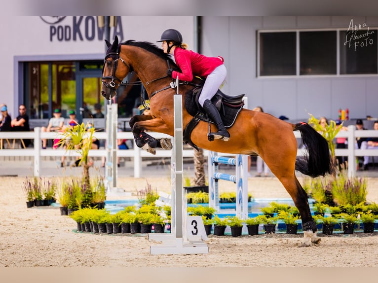 KWPN Caballo castrado 15 años 166 cm Castaño in Bro&#x144;czyce