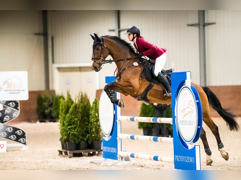 KWPN Caballo castrado 15 años 166 cm Castaño in Bro&#x144;czyce