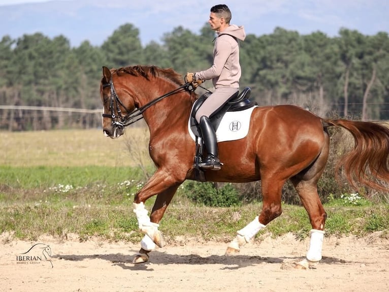 KWPN Caballo castrado 15 años 167 cm Alazán in Navas Del Madroño