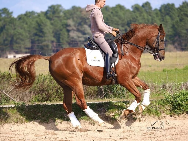 KWPN Caballo castrado 15 años 167 cm Alazán in Navas Del Madroño