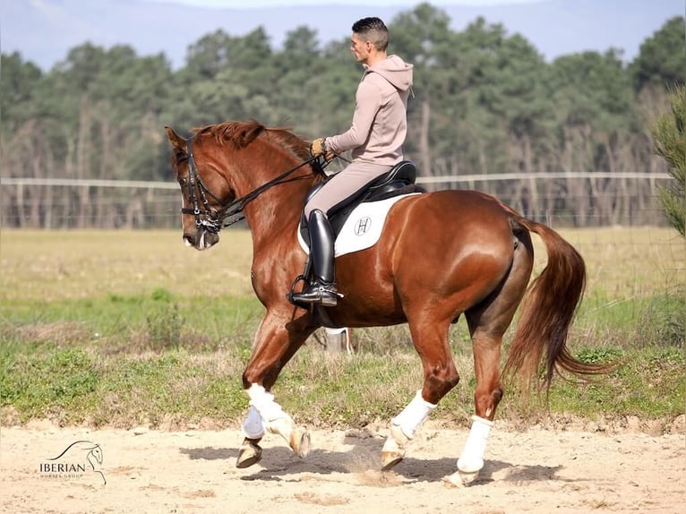 KWPN Caballo castrado 15 años 167 cm Alazán in Navas Del Madroño