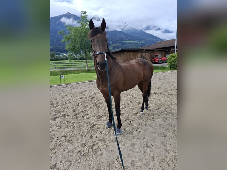 KWPN Caballo castrado 15 años 169 cm Castaño oscuro in Telfs