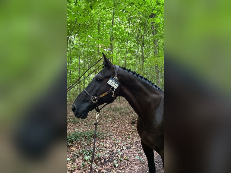 KWPN Caballo castrado 15 años 169 cm Castaño oscuro in Düsseldorf