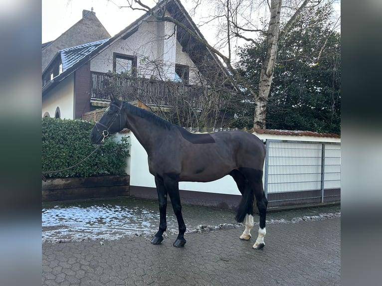 KWPN Caballo castrado 15 años 169 cm Castaño oscuro in Düsseldorf