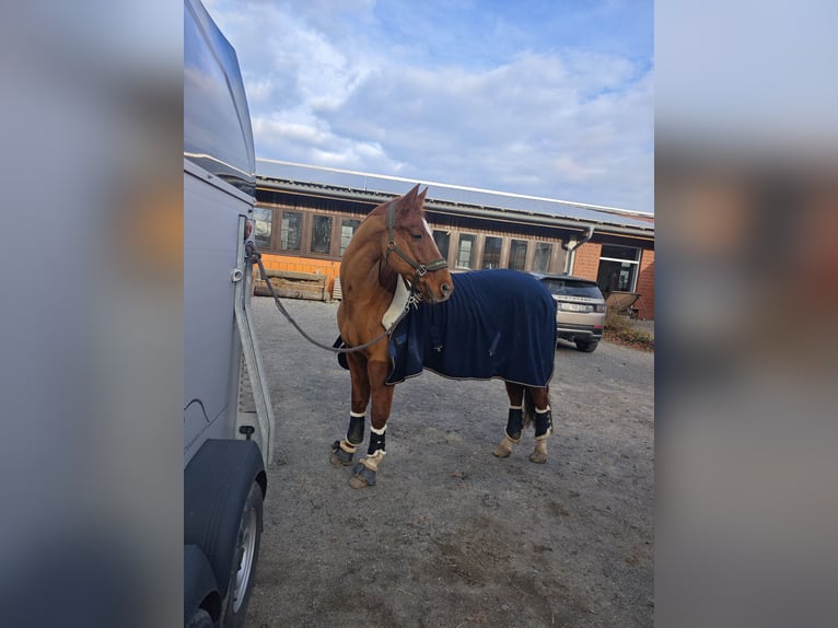 KWPN Caballo castrado 15 años 170 cm Alazán in Bramsche