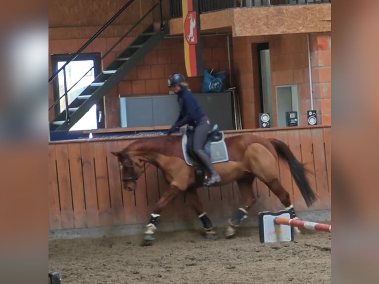 KWPN Caballo castrado 15 años 170 cm Alazán in Bramsche