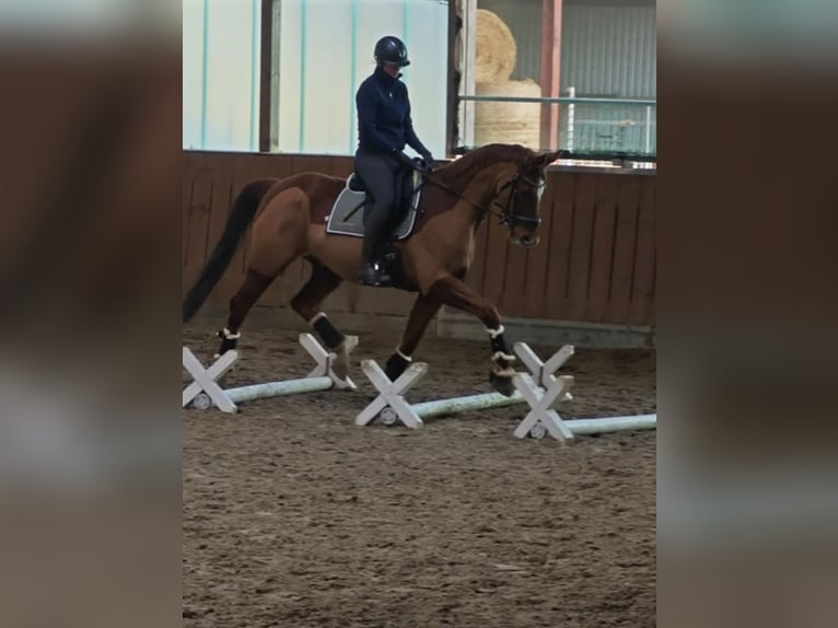 KWPN Caballo castrado 15 años 170 cm Alazán in Bramsche