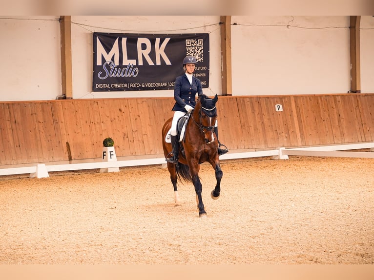 KWPN Caballo castrado 15 años 170 cm Castaño in K&#xF6;sching