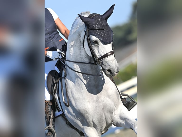 KWPN Caballo castrado 15 años 170 cm Tordo in Sint-Oedenrode