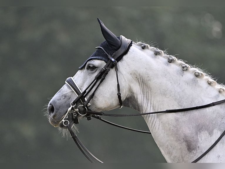 KWPN Caballo castrado 15 años 170 cm Tordo in Sint-Oedenrode