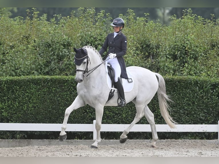 KWPN Caballo castrado 15 años 170 cm Tordo in Sint-Oedenrode