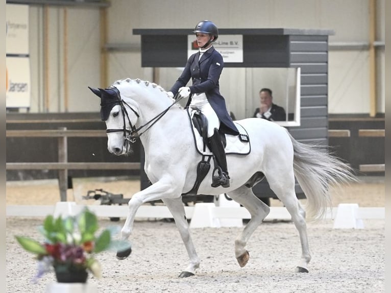 KWPN Caballo castrado 15 años 170 cm Tordo in Sint-Oedenrode