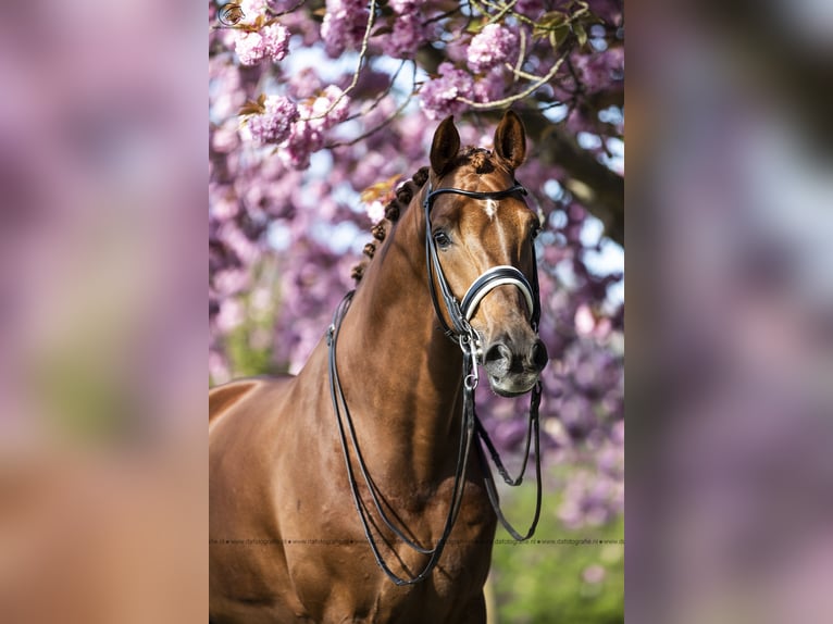 KWPN Caballo castrado 15 años 171 cm Alazán in Ammerzoden