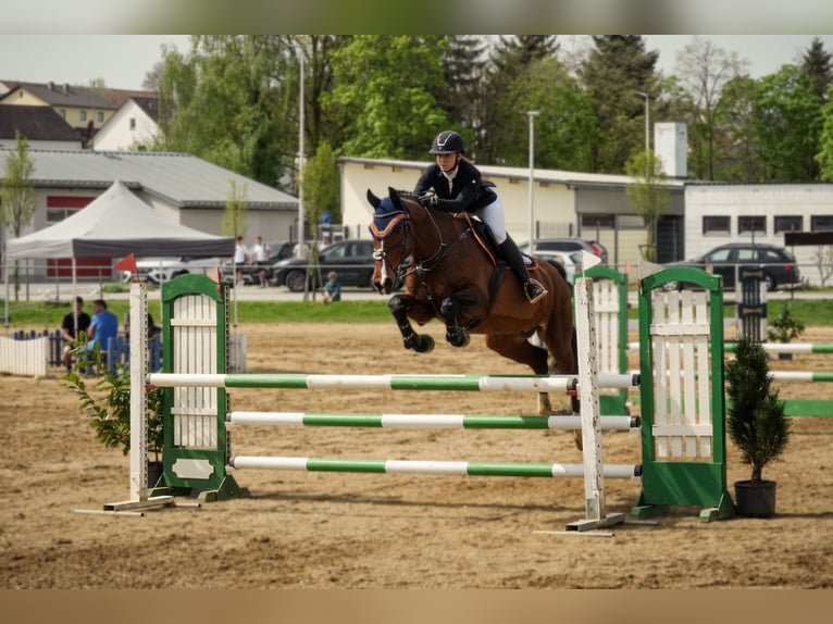 KWPN Caballo castrado 15 años 172 cm Castaño in K&#xF6;sching