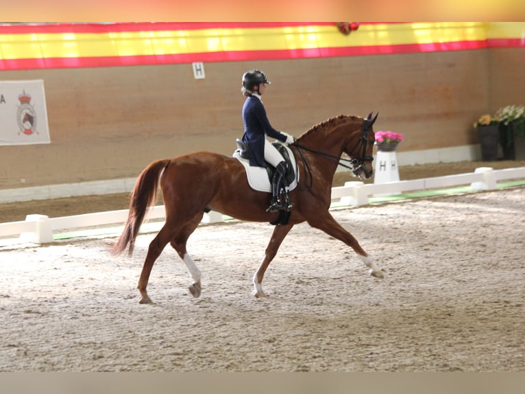 KWPN Caballo castrado 15 años 173 cm Alazán in Madrid