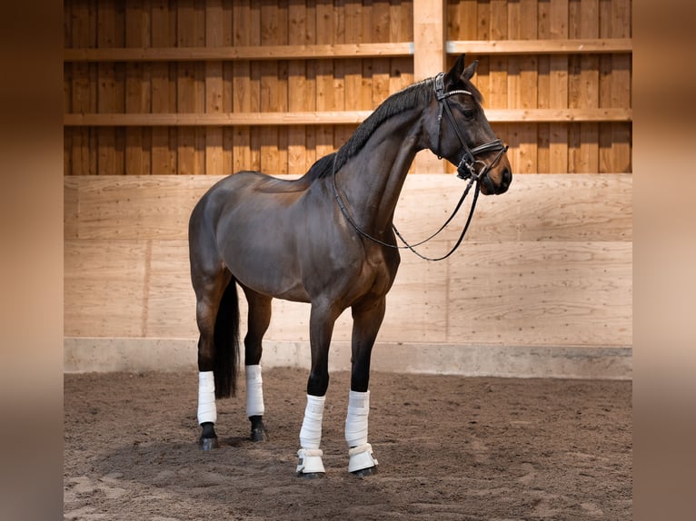 KWPN Caballo castrado 15 años 173 cm Castaño rojizo in Garnich