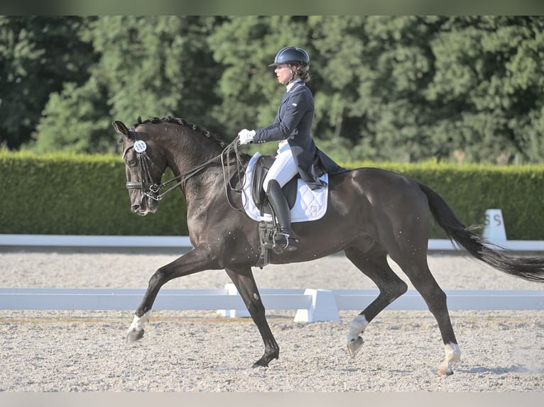 KWPN Caballo castrado 15 años 173 cm Negro in Ammerzoden