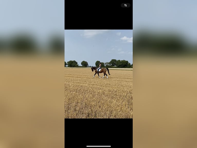 KWPN Caballo castrado 15 años 174 cm Castaño in Krefeld