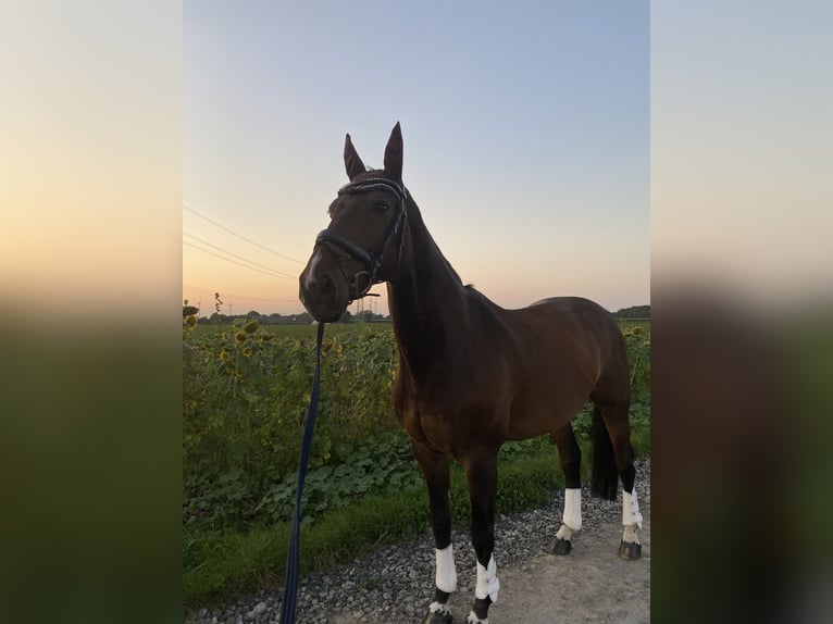 KWPN Caballo castrado 15 años 174 cm Castaño in Krefeld