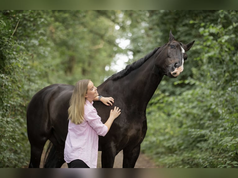 KWPN Caballo castrado 15 años 174 cm Negro in Onnen