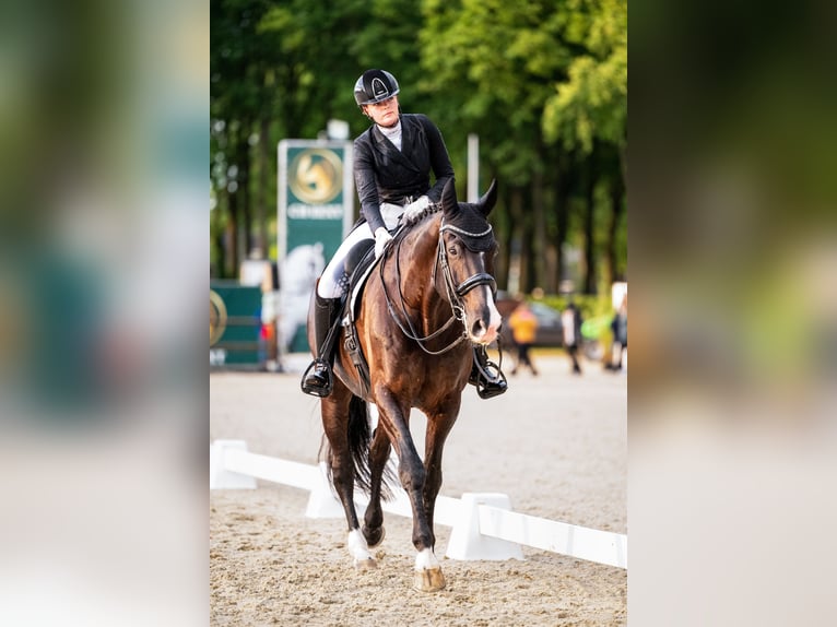KWPN Caballo castrado 15 años 174 cm Negro in Onnen