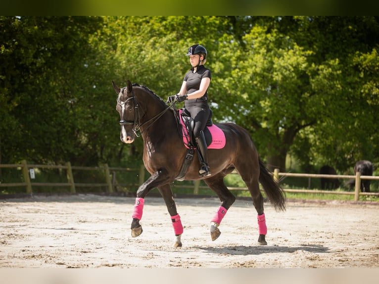 KWPN Caballo castrado 15 años 174 cm Negro in Onnen